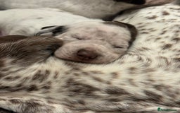 Pointer dogs for sale: French Pointer - Braque du Bourbonnais 🇫🇷  - Image 16