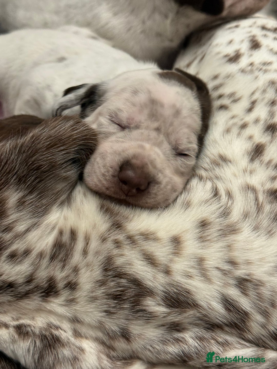 Pointer dogs for sale: French Pointer - Braque du Bourbonnais 🇫🇷  - Image 16