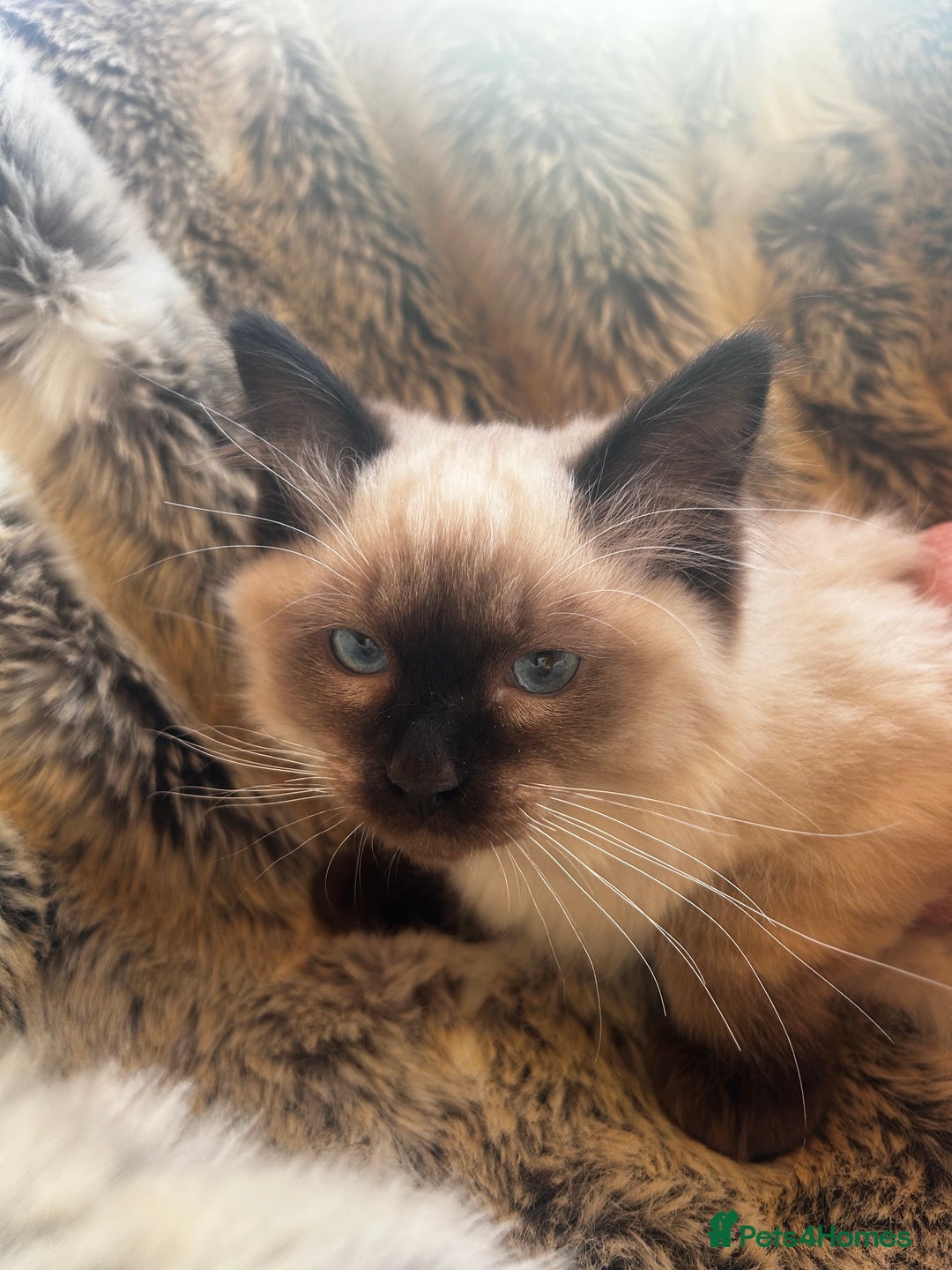 Ragdoll cats for sale: 5 STUNNING RAGDOLL KITTENS AVAILABLE NOW - Advert 2