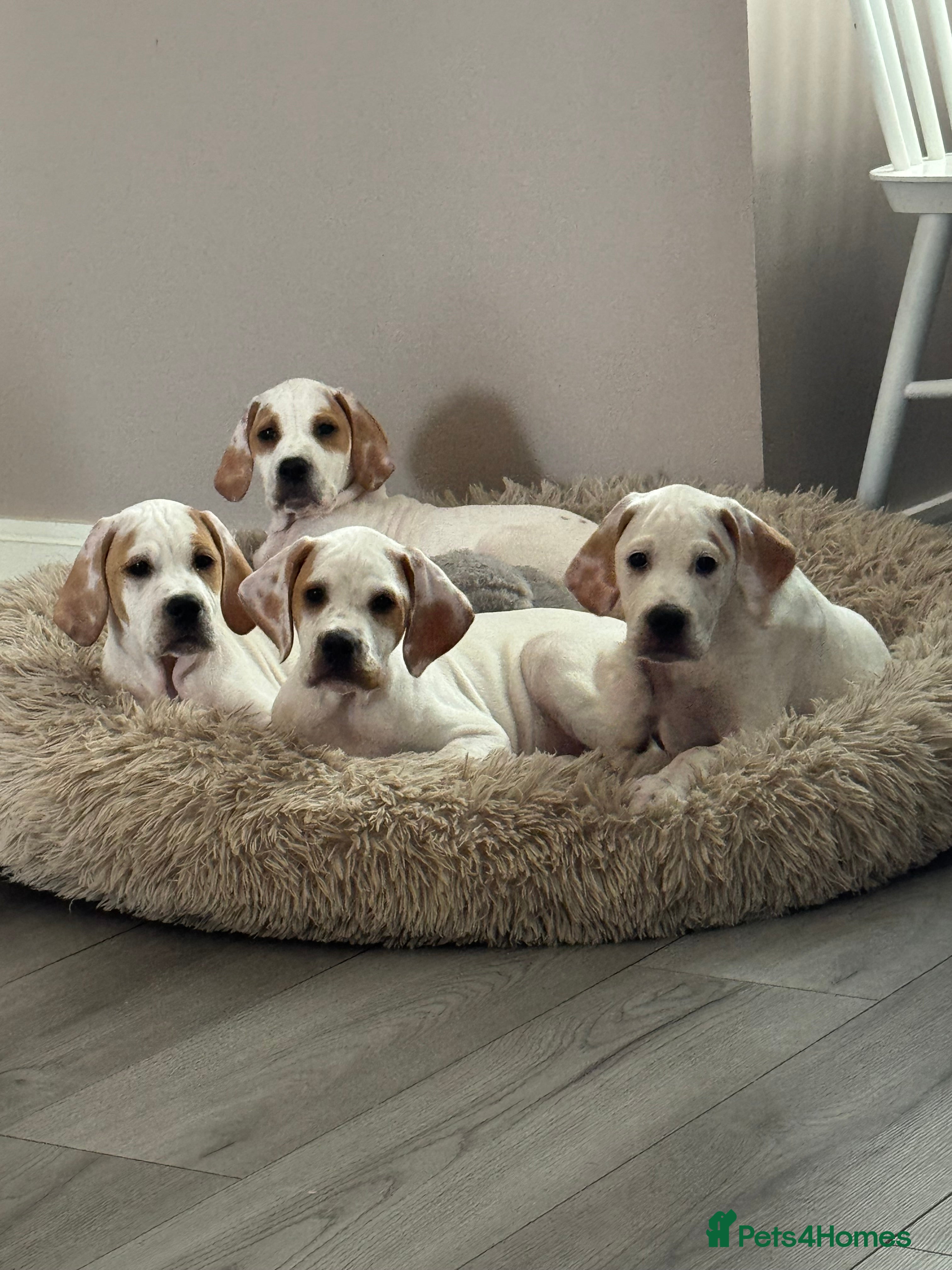 Pointer dogs Beautiful Pointer puppies available.  - Advert 2