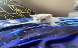Mixed Breed cats for sale: Kittens for sale  - Image 5