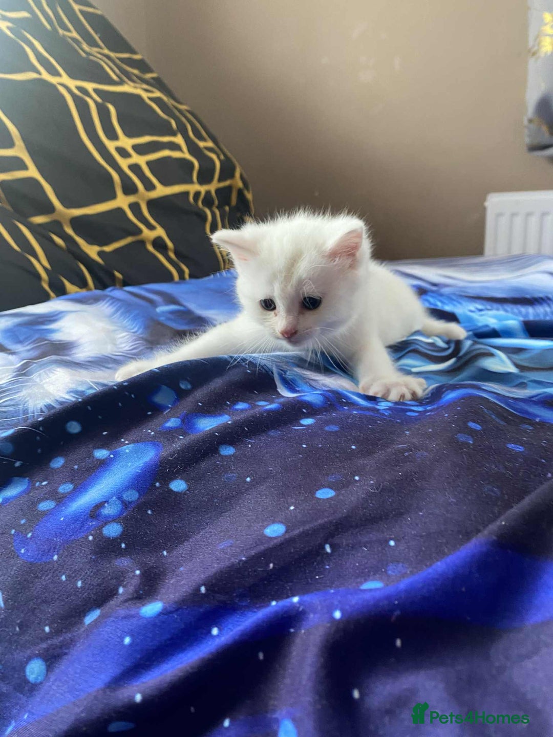 Mixed Breed cats for sale: Kittens for sale  - Image 5