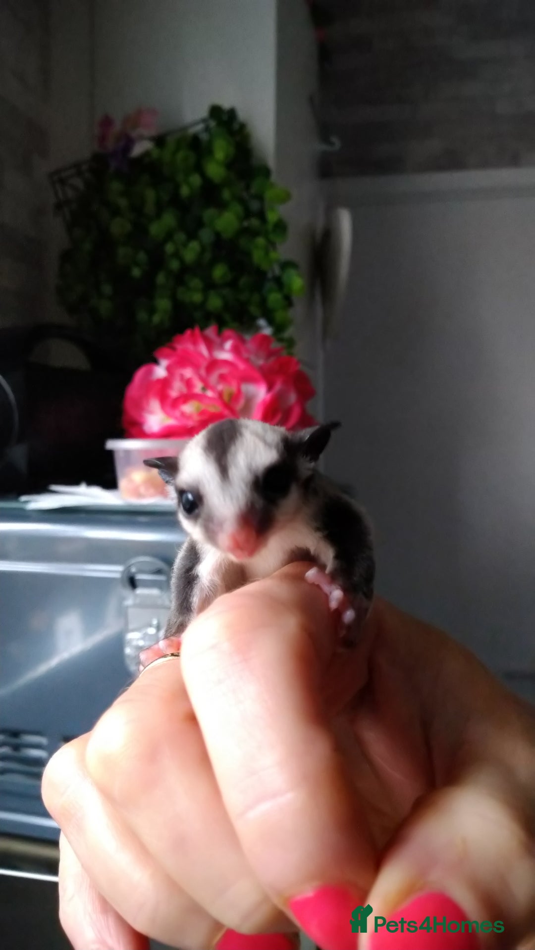Sugar Glider rodents for sale: Stunning baby sugar glider  - Image 7
