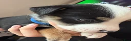 Mixed Breed dogs for sale: 🐾BULLDOG X BORDER COLLIE PUPPIES - Advert 32
