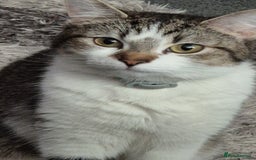 Mixed Breed cats for sale: Kittens for sale - Image 1