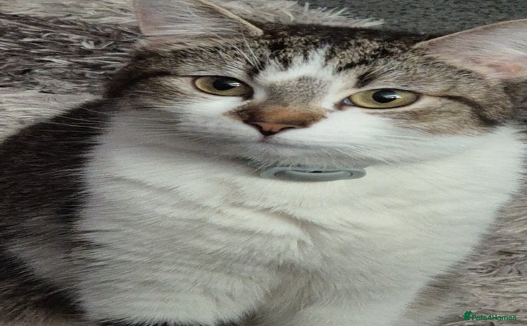 Mixed Breed cats - Advert 2