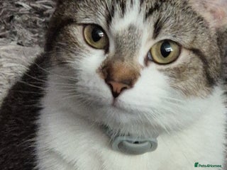 Mixed Breed cats - Advert 2