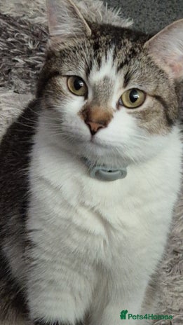 Mixed Breed cats - Advert 1