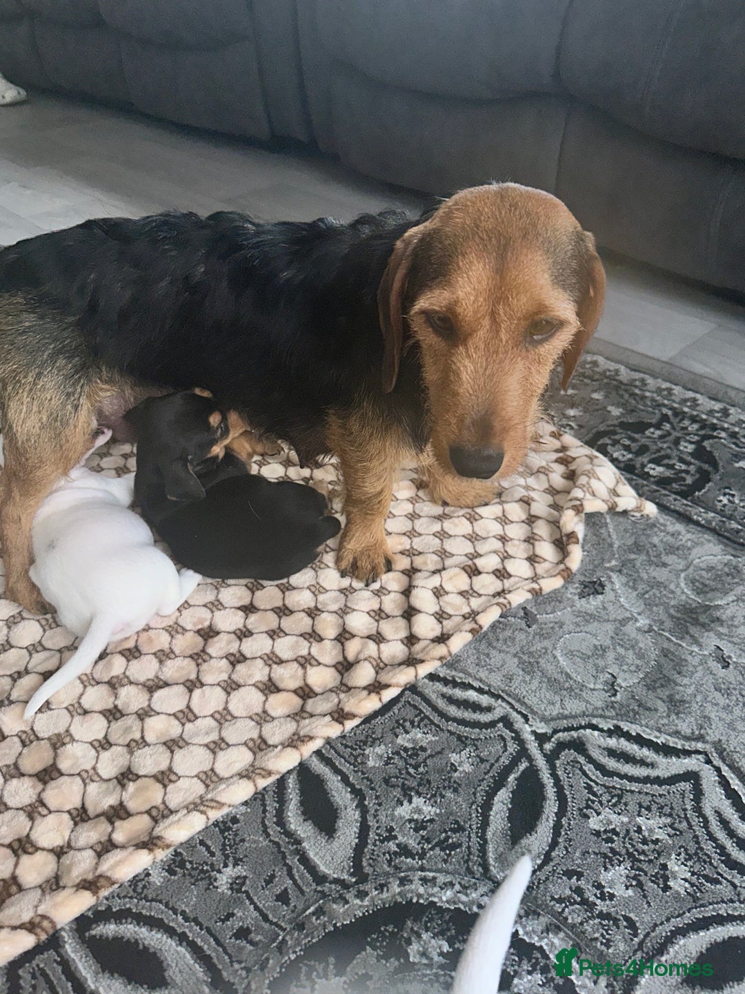 Mixed Breed dogs for sale: I have six beautiful jack dash for sale  - Image 18