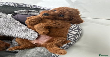 Toy Poodle dogs - Advert 4