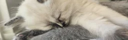 Ragdoll cats for sale: Ragdoll/Siberian mix kittens - Advert 9