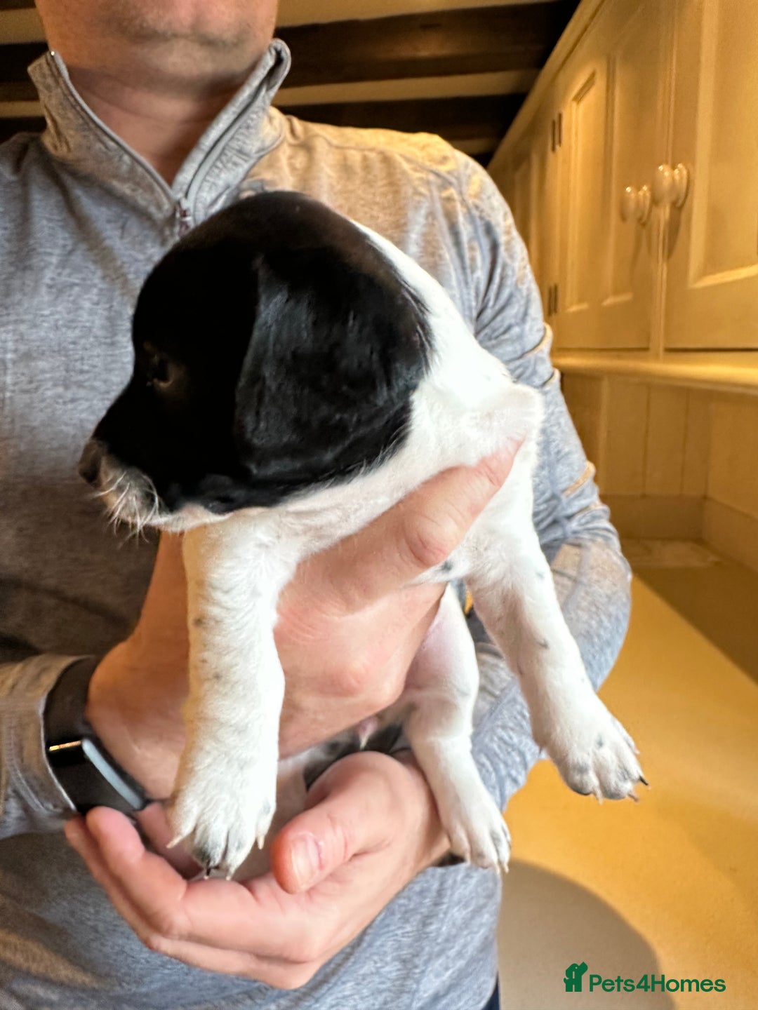 Mixed Breed dogs for sale: SpanielX x Jack Russell - Advert 2