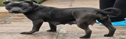 Staffordshire Bull Terrier dogs for sale: KC Blue Staffordshire Bull Terrier Puppies - Advert 2