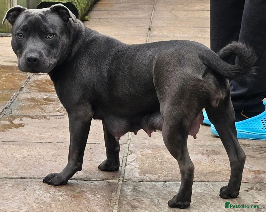 Staffordshire Bull Terrier dogs for sale: KC Blue Staffordshire Bull Terrier Puppies - Advert 2