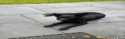 German Shepherd dogs for sale: Ghost - Black German shepherd  - Advert 4