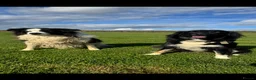 Border Collie dogs for sale: Border Collie Puppy’s litter of 6 gorgeous pups.  - Advert 16
