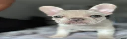 French Bulldog dogs for sale: Frenchie puppies available - Advert 5