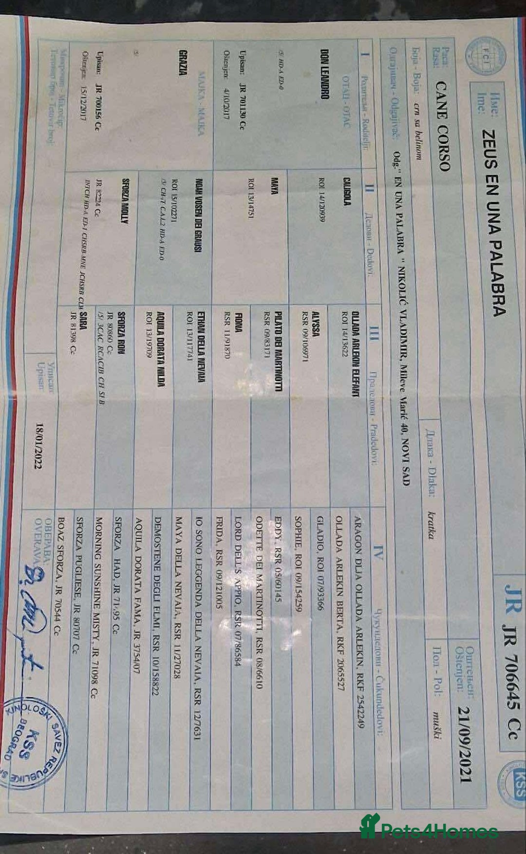 Cane Corso dogs for sale: Russian champ bloodline Cane Corso Puppies 8 left! - Advert 4