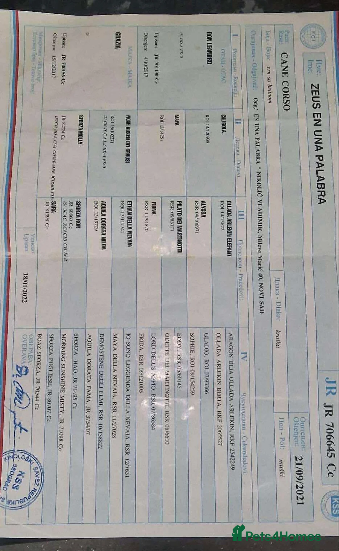 Cane Corso dogs for sale: Yuki x Aries Russian champ bloodline Puppies - Advert 3