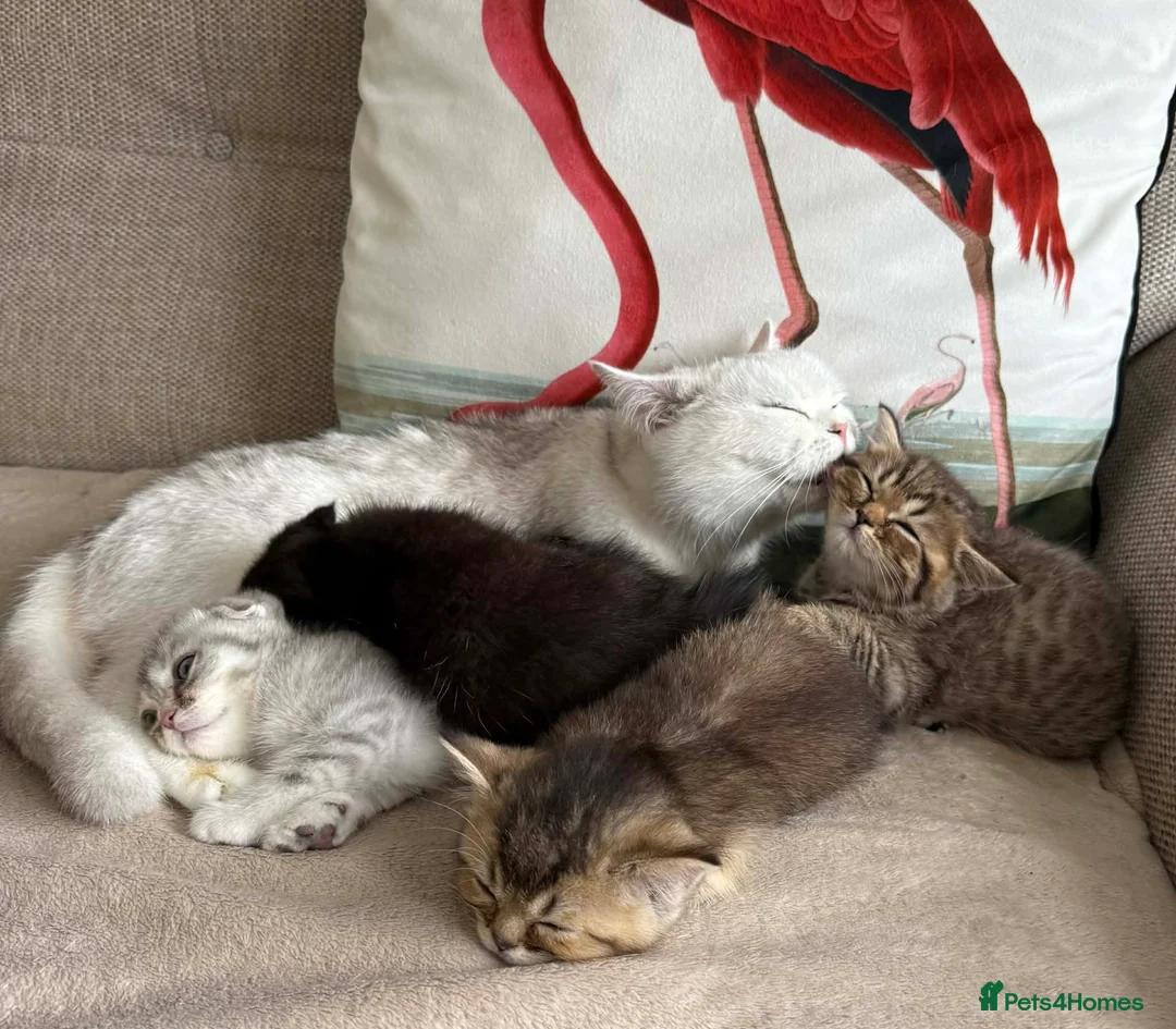 Scottish Fold cats for sale: Scottish fold and straight - Advert 7