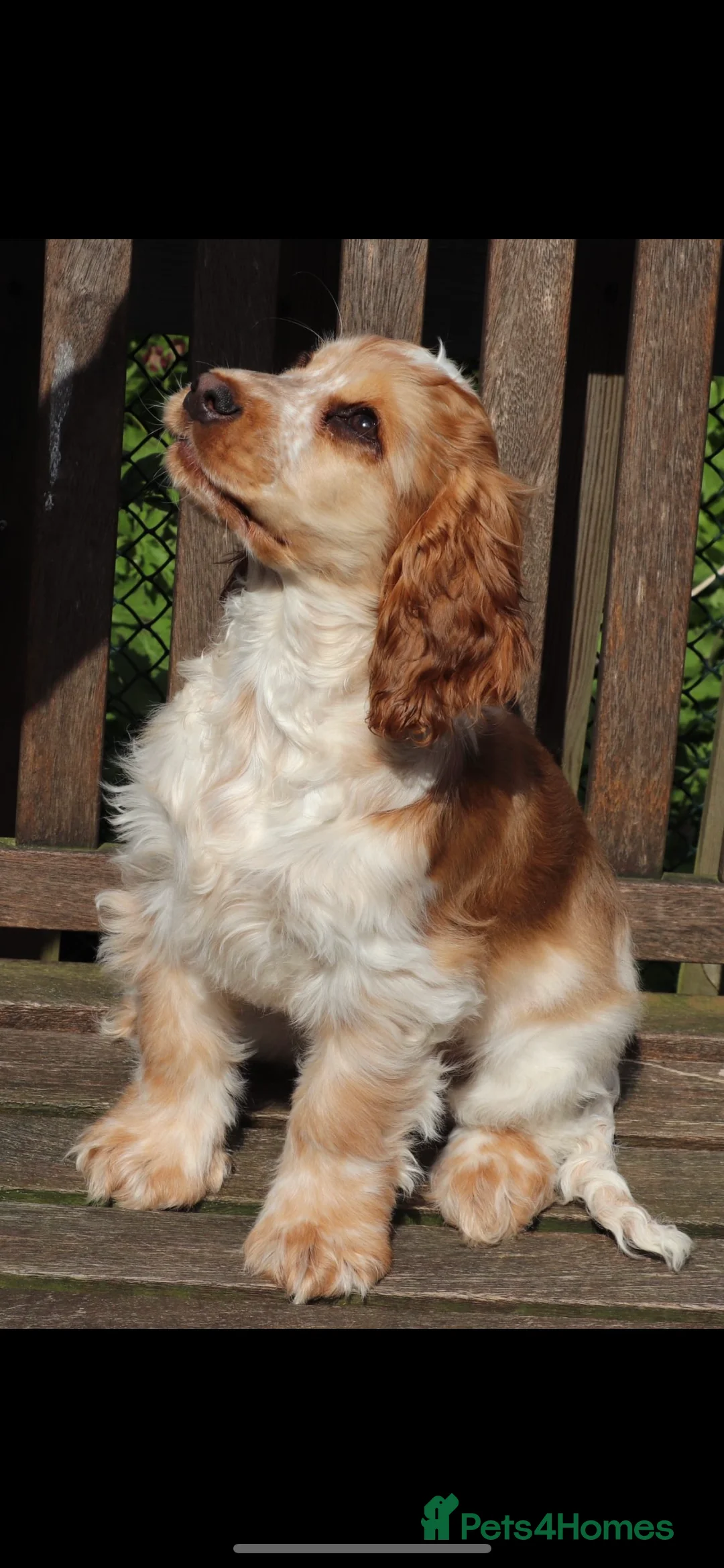 Cocker Spaniel dogs for stud: Extensively Health Tested Show Cocker Spaniel  in Leicester - Advert 14