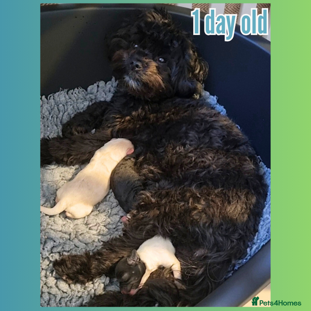 Maltipoo dogs for sale: Family-Raised F2 Toy Maltipoos✨DNA Clear✨Pedigree - Advert 5