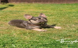 French Bulldog dogs for sale: Male 7 month old frenchie  - Image 1