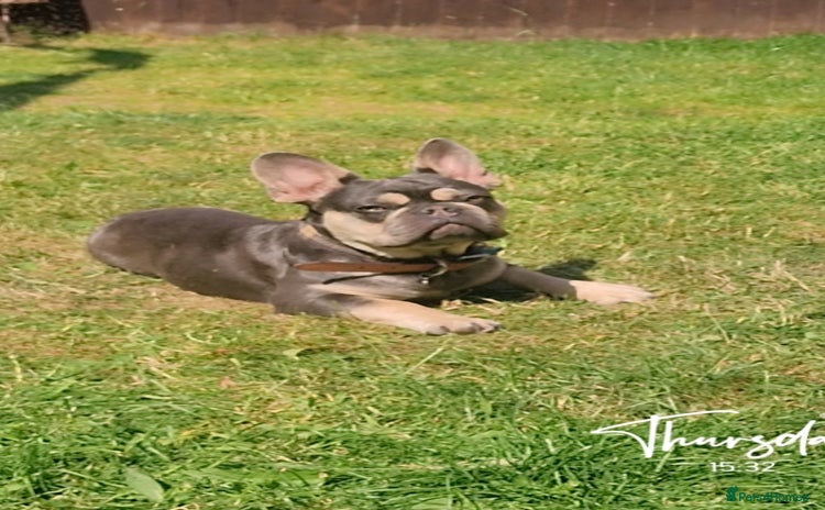 French Bulldog dogs - Advert 1