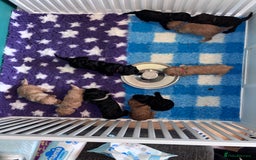 Sproodle dogs for sale: 10 FB2 sproodles puppies  - Image 5