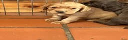 Cocker Spaniel dogs for sale: Quality Working Cocker Spaniel Pups KC reg - Advert 15