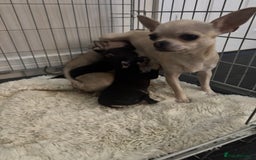 Chihuahua dogs for sale: Chihuahua and Pomchi puppies - Image 18