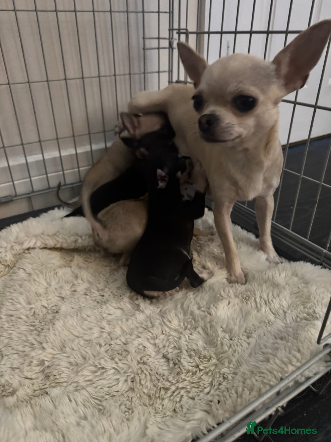 Chihuahua dogs for sale: Chihuahua and Pomchi puppies - Image 18