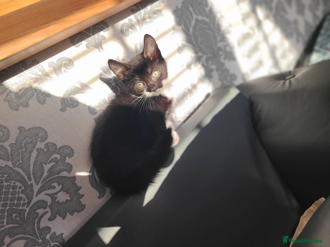 Mixed Breed cats for sale: 3 beautiful kittens ready now  - Advert 2