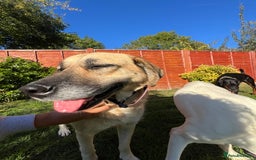 Mixed Breed dogs for adoption: 💖 Gentle Joky is waiting for her forever home! - Image 15
