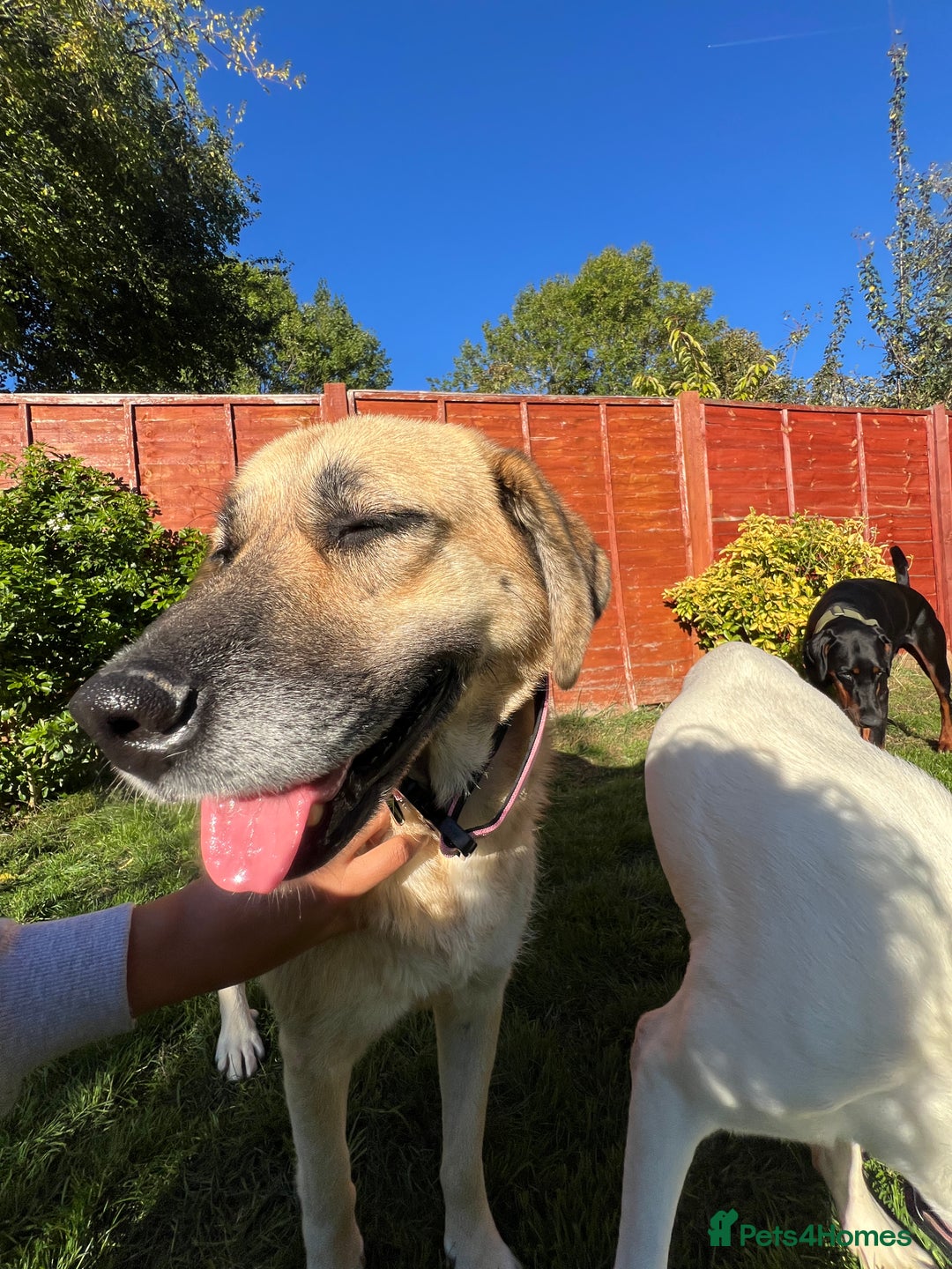 Mixed Breed dogs for adoption: 💖 Gentle Joky is waiting for her forever home! - Image 15