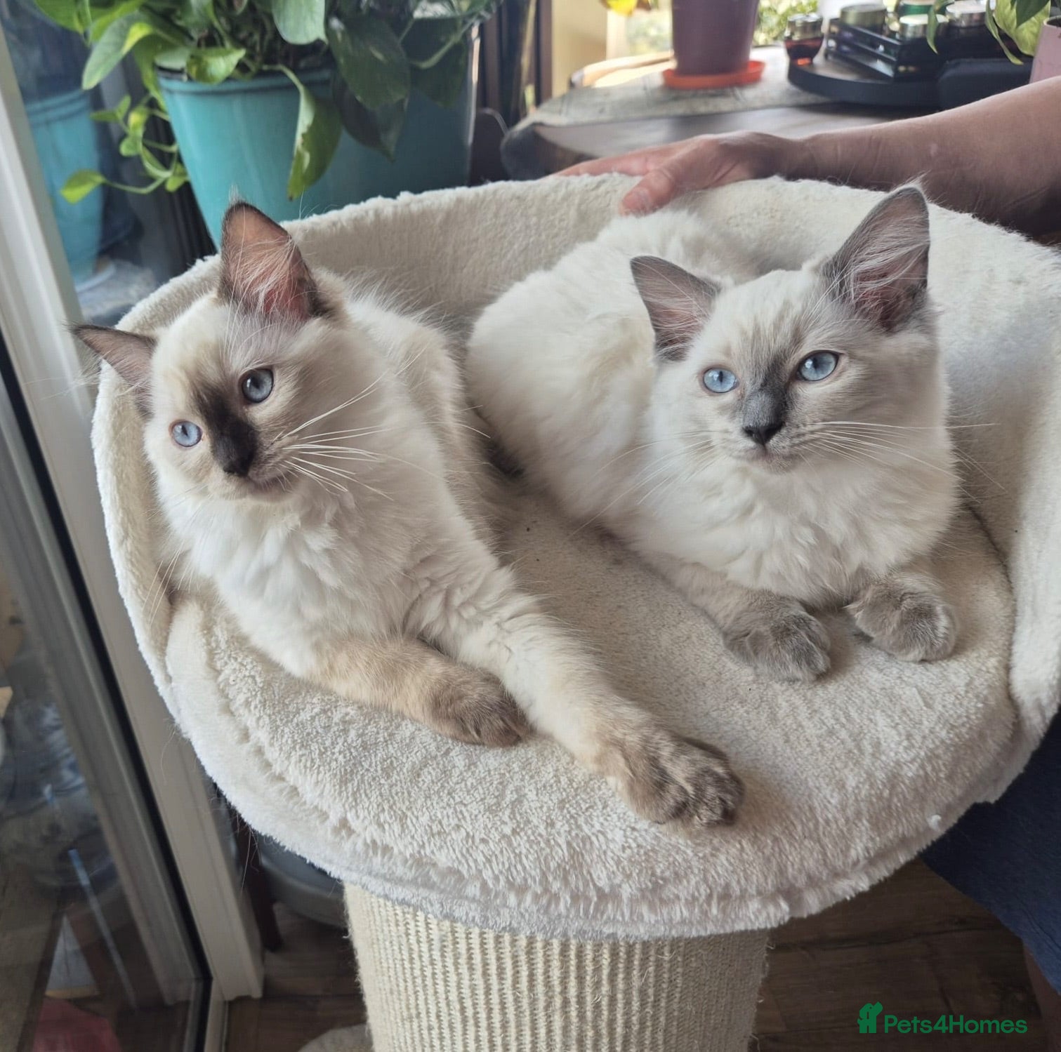 Ragdoll cats 2 left! Ready to go!! Reduced price 🥰 - Advert 17