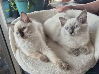 Ragdoll cats 2 left! Ready to go!! Reduced price 🥰 - Advert 17