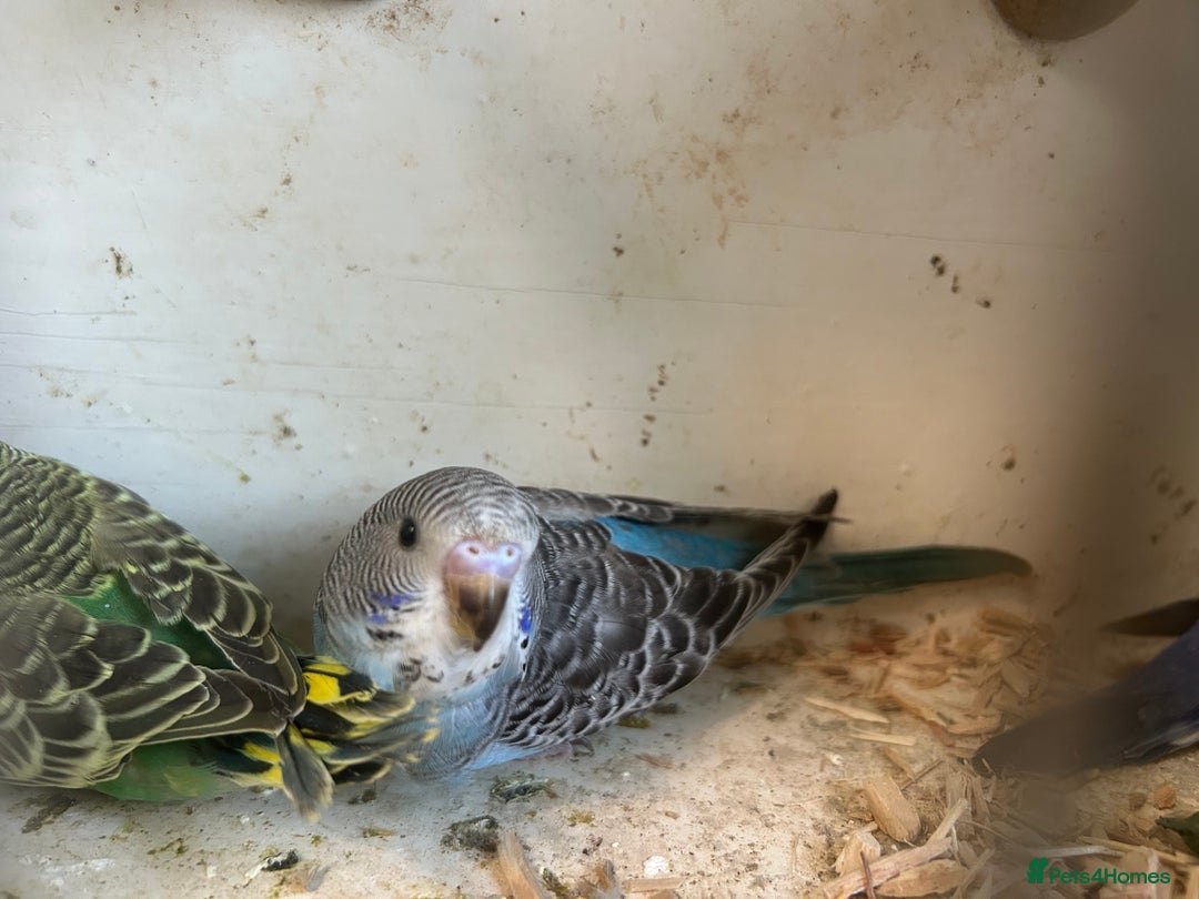 Budgerigars birds for sale: BUDGIES FOR SALE, all in good health - Image 8