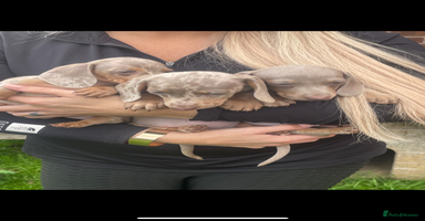 Miniature Dachshund dogs - Advert 14