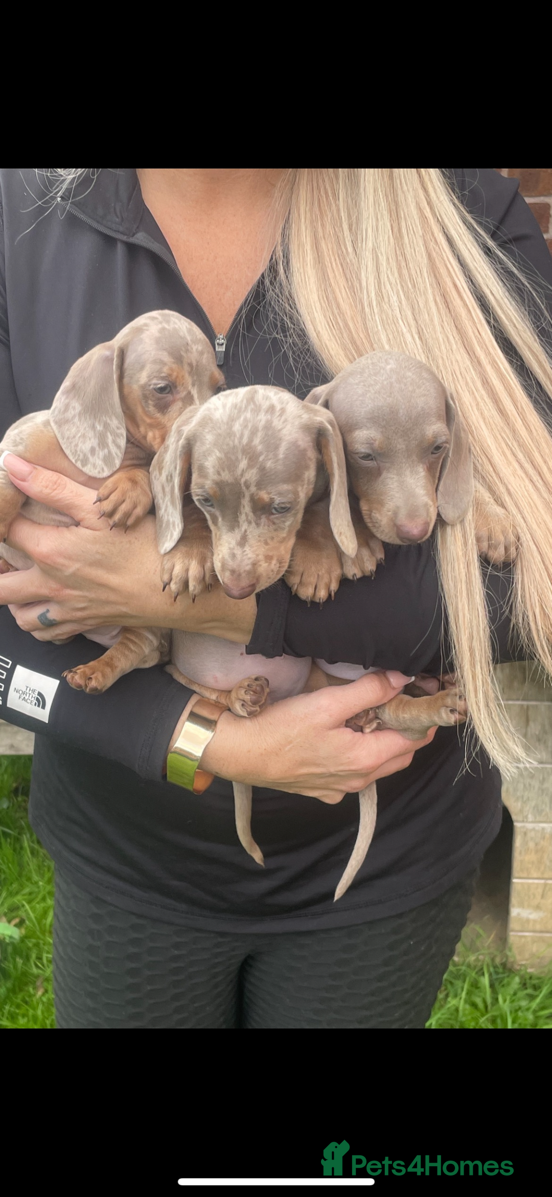 Miniature Dachshund dogs for sale: Ready now 💕 kc reg miniature dachshunds  - Image 2