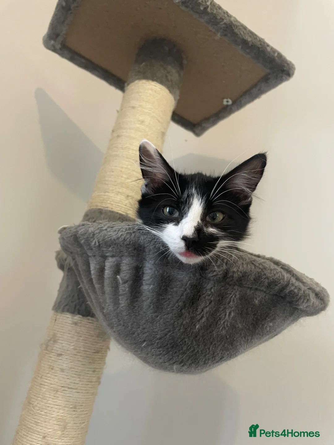 Mixed Breed cats for sale: Sisters  - Advert 14