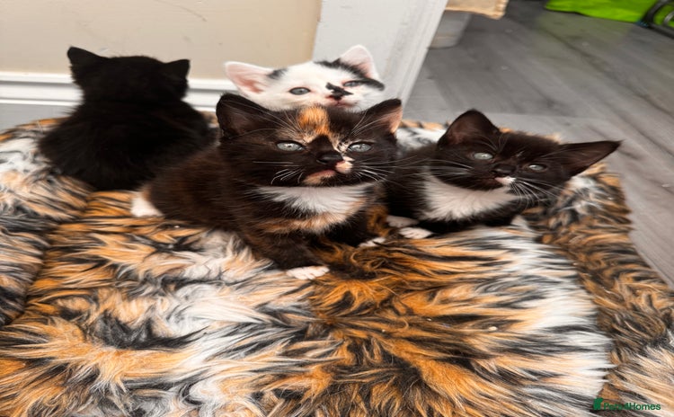 Domestic Shorthair cats - Advert 3