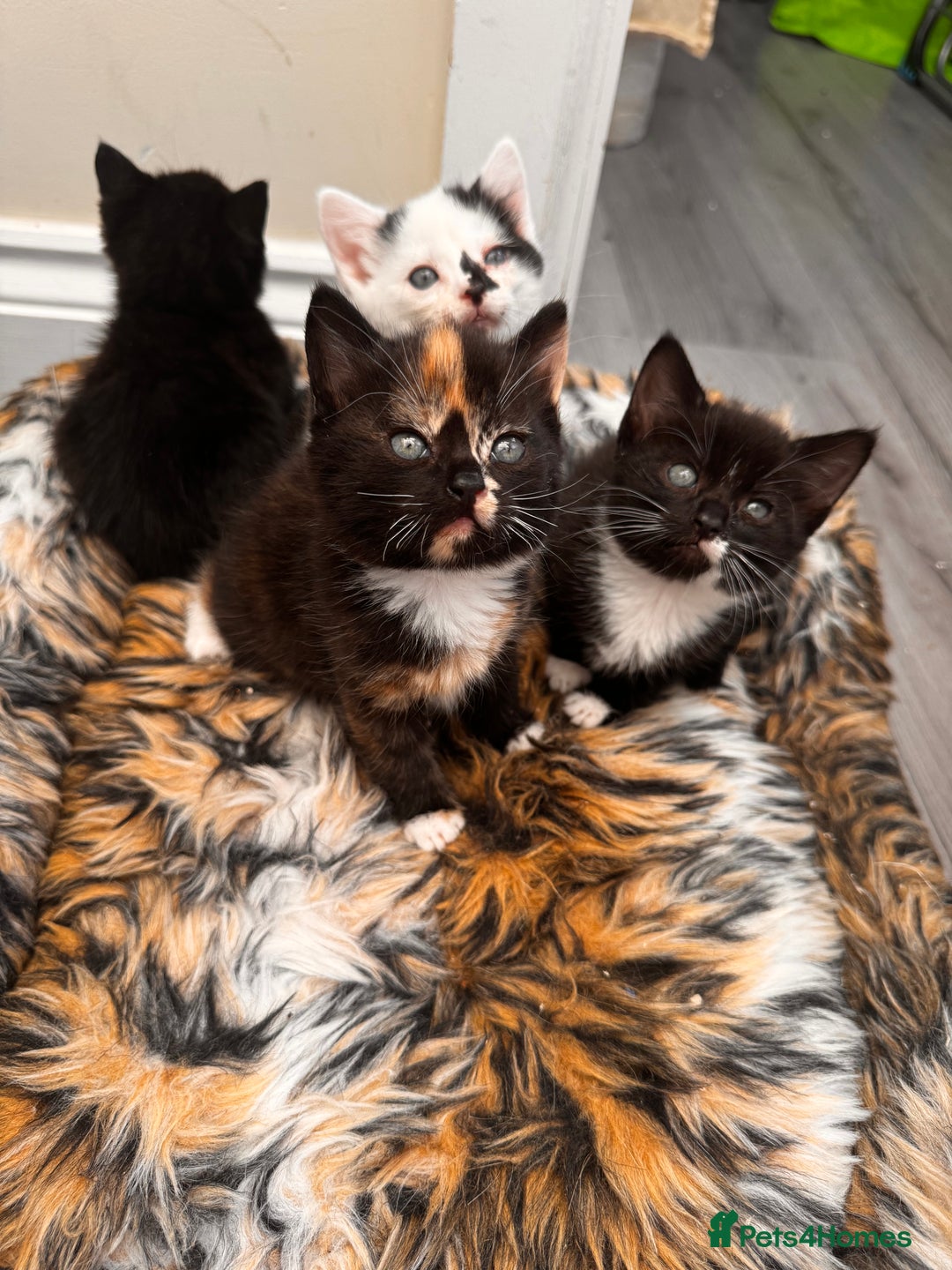 Domestic Shorthair cats for sale: 4 kittens(2 females,2 males) - Image 1