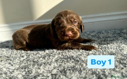 Cocker Spaniel dogs for sale: KC Reg Health Tested Working Cocker Spaniels - Image 13