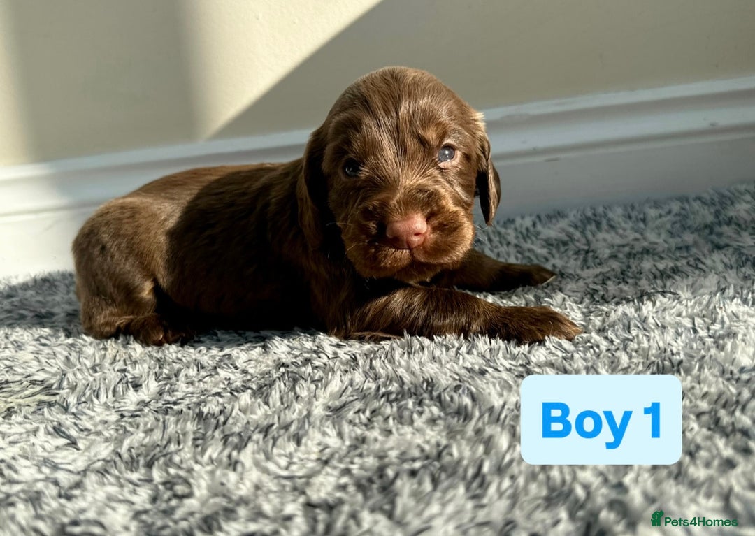 Cocker Spaniel dogs for sale: KC Reg Health Tested Working Cocker Spaniels - Image 13