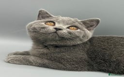 British Shorthair cats for sale: British Shorthair Girls Ready for Forever Homes - Image 2