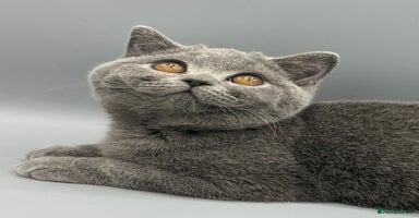 British Shorthair cats - Advert 14