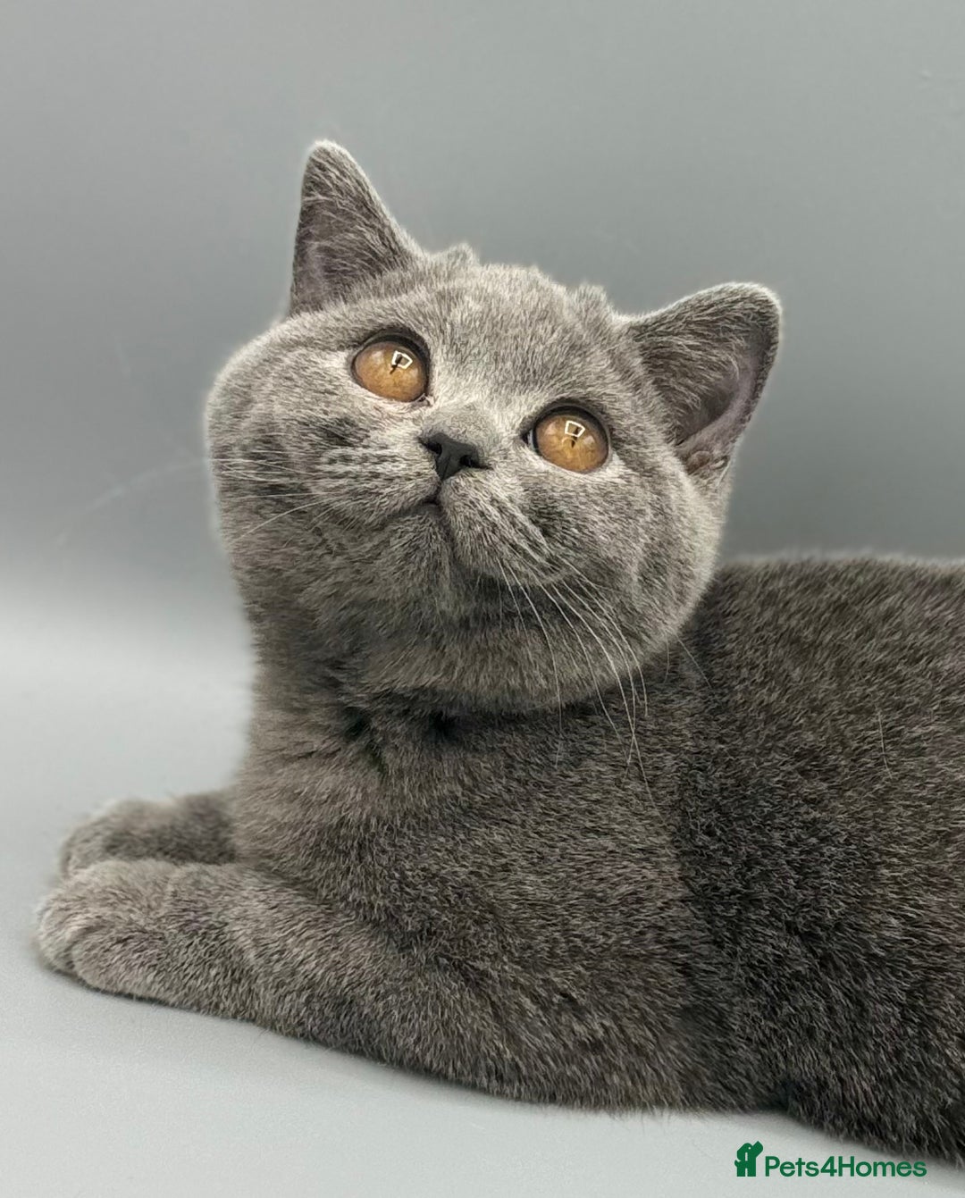 British Shorthair cats for sale: British Shorthair Girls Ready for Forever Homes - Image 2