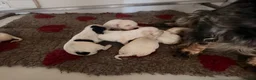 Cocker Spaniel dogs for sale: Cocker spaniels puppies  - Advert 4