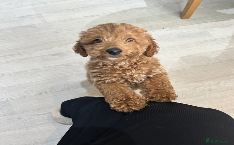 Cockapoo dogs - Advert 15